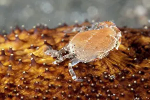 Cucumber: 80184546 Sea Cucumber Swimming Crab - on Sea Cucumber