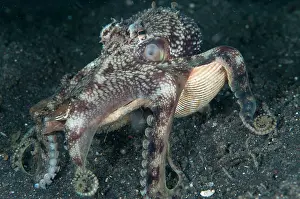 Sucker: 80184547 Veined Octopus - walking with shells Jahir