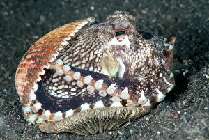 Sucker: 80184548 Veined Octopus - protecting itself with