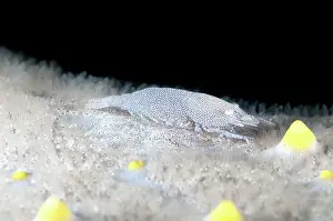 Sucker: 80184550 Rounded Sea Star Shrimp - on Honeycomb