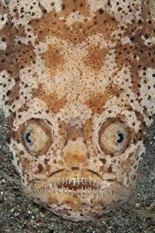 Marbled: 80184551 Marbled Stargazer - buried and camouflaged