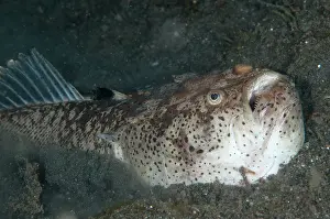 Marbled: 80184552 Marbled Stargazer - burying itself in