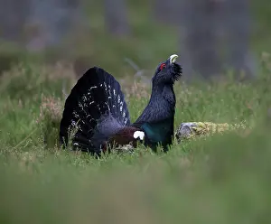 Gamebird: 80184557 Capercaillie - male displaying - Winter
