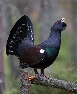 Gamebird: 80184558 Capercaillie - male displaying - Winter