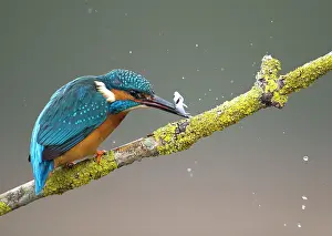 Amber: 80184561 Common Kingfisher - male stunning fish