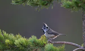 Amber: 80184562 Crested Tit - foraging among pine trees