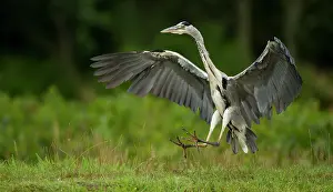 Neck: 80184563 Grey Heron - in flight landing next to