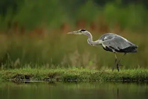 Neck: 80184564 Grey Heron - stalking alongside small pool