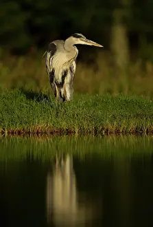 Waiting: 80184565 Grey Heron - by pool - August Aviemore