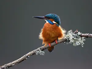 Amber: 80184567 Common Kingfisher - male on branch - Spring