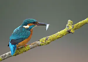 Amber: 80184568 Common Kingfisher - male on branch with