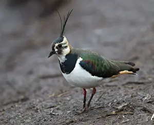 Hide: 80184569 Northern Lapwing - adult foraging - Winter