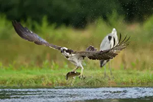 Amber: 80184571 Osprey - in flight with trout prey in talons