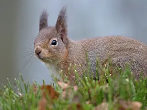 Population: 80184573 Red Squirrel - Winter Aviemore, Scotland