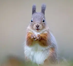 Curved: 80184574 Red Squirrel - eating nut - Winter Aviemore