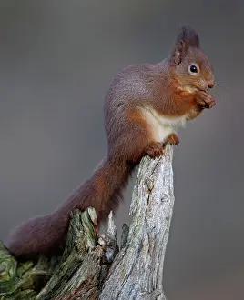 Curved: 80184575 Red Squirrel - eating nut - Winter Aviemore