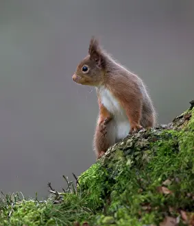 Population: 80184576 Red Squirrel - Winter Aviemore, Scotland