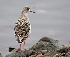 Hide: 80184578 Ruff - adult on shoreline - Winter Martin