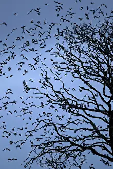 Population: 80184581 Starlings - departing tree before roosting