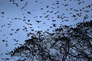 Population: 80184582 Starlings - departing tree before roosting