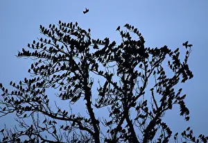 Population: 80184583 Starlings - perched in tree before departing