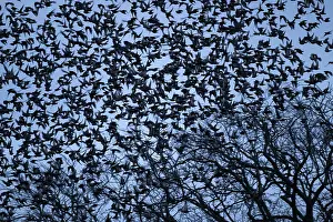 Population: 80184584 Starlings - departing tree before roosting