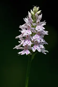 Lips: 80184591 Common Spotted Orchid - with dark woodland