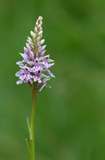 Lips: 80184592 Common Spotted Orchid - in former quarry