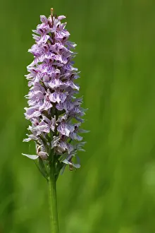 Lips: 80184593 Common Spotted Orchid - growing in flower
