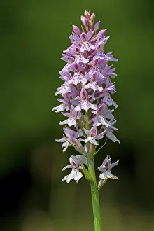 Lips: 80184594 Common Spotted Orchid - growing in flower