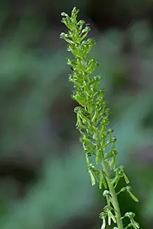 Loose: 80184595 Common Twayblade Orchid - with dark woodland