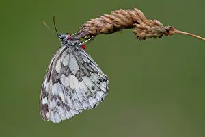 Ticks: 80184597 Marbled White Butterfly - male with ticks