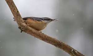 Claws: 80184598 Nuthatch - perched on branch with seed