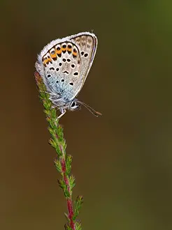 Special: 80184601 Silver-studded Blue Butterfly - resting