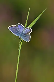 Special: 80184602 Silver-studded Blue Butterfly - male perched