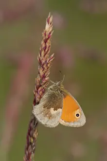 Special: 80184603 Small Heath Butterfly - resting on grass