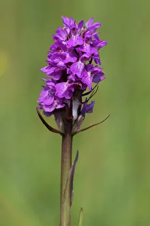 Trust: 80184604 Southern Marsh Orchid - growing in flower