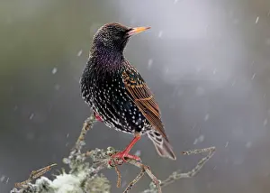 Population: 80184605 Starling - perched on branch in snowy conditions