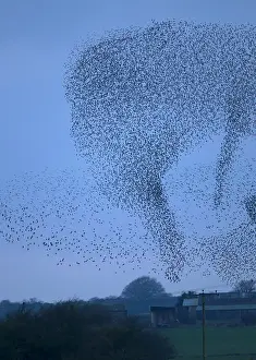 Population: 80184606 Starlings - murmuration - prior to roosting