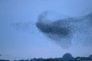 Population: 80184607 Starlings - murmuration - prior to roosting