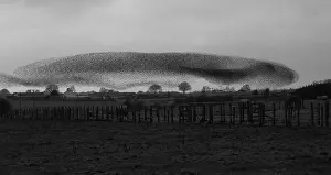 Monochrome: 80184608 Starlings - murmuration - prior to roosting