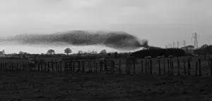Monochrome: 80184609 Starlings - murmuration - prior to roosting