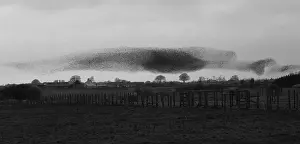 Monochrome: 80184610 Starlings - murmuration - prior to roosting