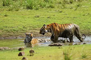 Master: 80184624 Royal Bengal Tiger - in pond Tadoba Andheri
