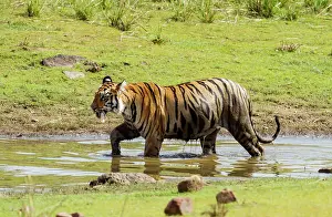 Tadoba: 80184625 Royal Bengal Tiger - in pond Tadoba Andheri
