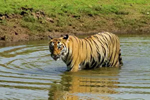 Tadoba: 80184626 Royal Bengal Tiger - in pond Tadoba Andheri