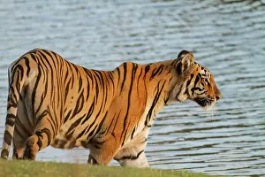 Tadoba: 80184627 Royal Bengal Tiger - in pond Tadoba Andheri