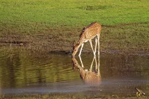 Chital: 80184628 Chital - drinking at water hole Tadoba