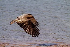 Tadoba: 80184629 Honey Buzzard - in flight Tadoba Andheri