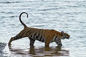 Tadoba: 80184630 Royal Bengal Tiger - in lake Tadoba Andheri